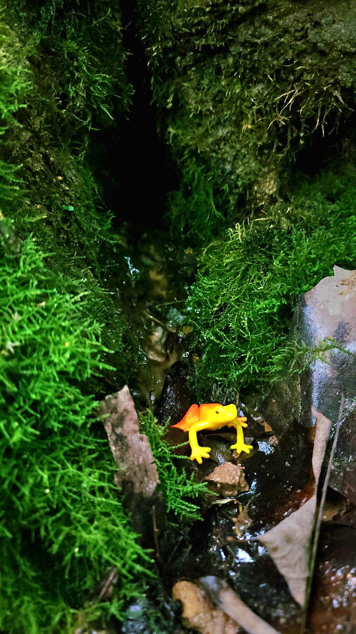 frog. frog.